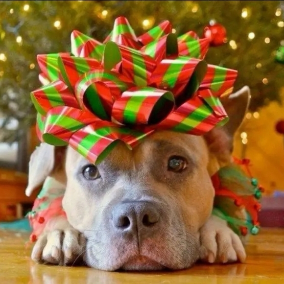 Hush Puppies Women's Cyra Catelyn Boots 5490-603 Dk Red Suede NIB Sz US10/EU42 - Picture 10 of 12